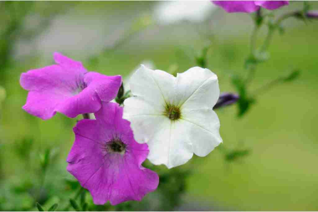 Purple-and-white-Petunia-flowers