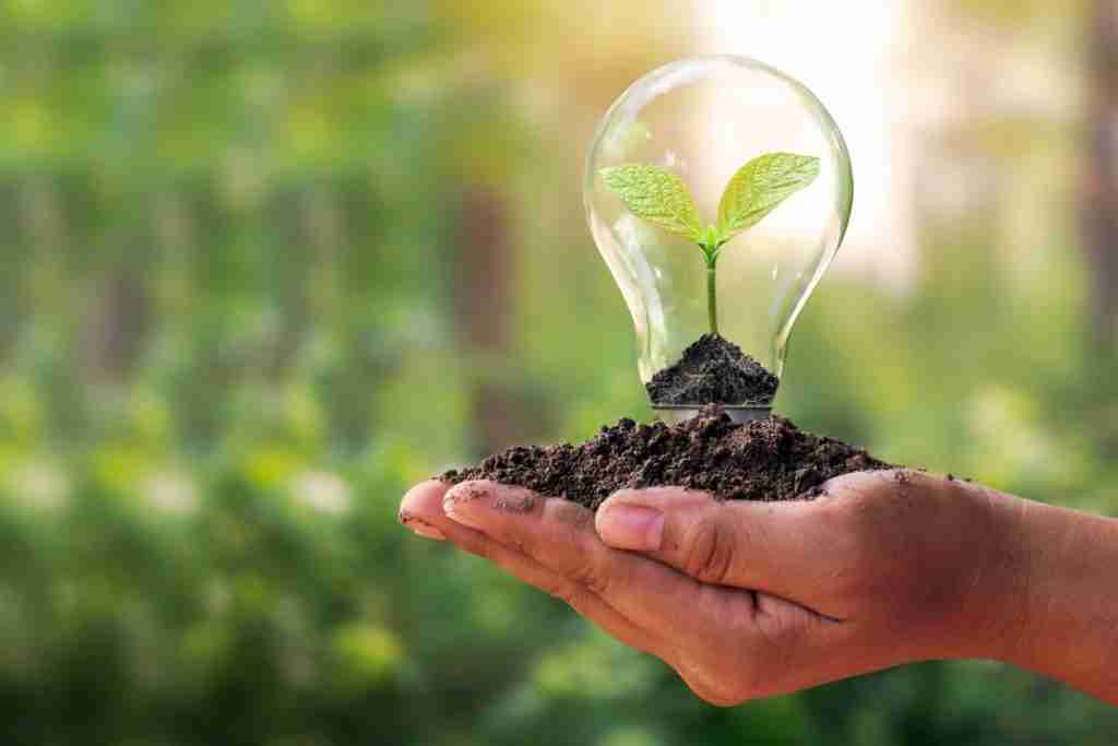 Small-Tree-Planted-in-an-Energy-Saving-Light-Bulb