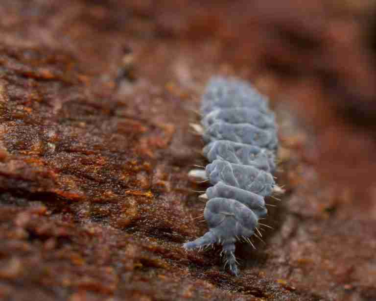 tiny-silver-bugs-in-houseplant-soil-how-to-get-rid-of-them-indoor