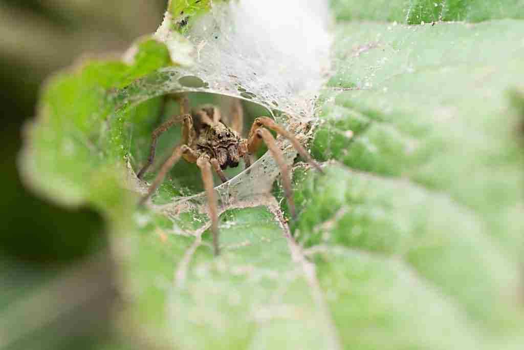 Spider Mites On Indoor Plants