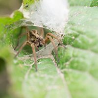 Spider Mites On Indoor Plants