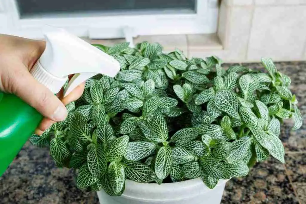 plant with the natural pesticide solution
