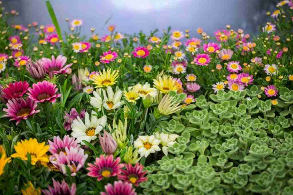 Indoor Raised flower Garden