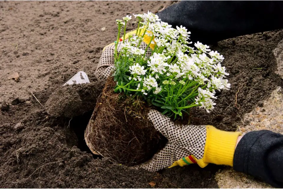 How To Use Diatomaceous Earth In Potted Plants Top 7 Pro Tips