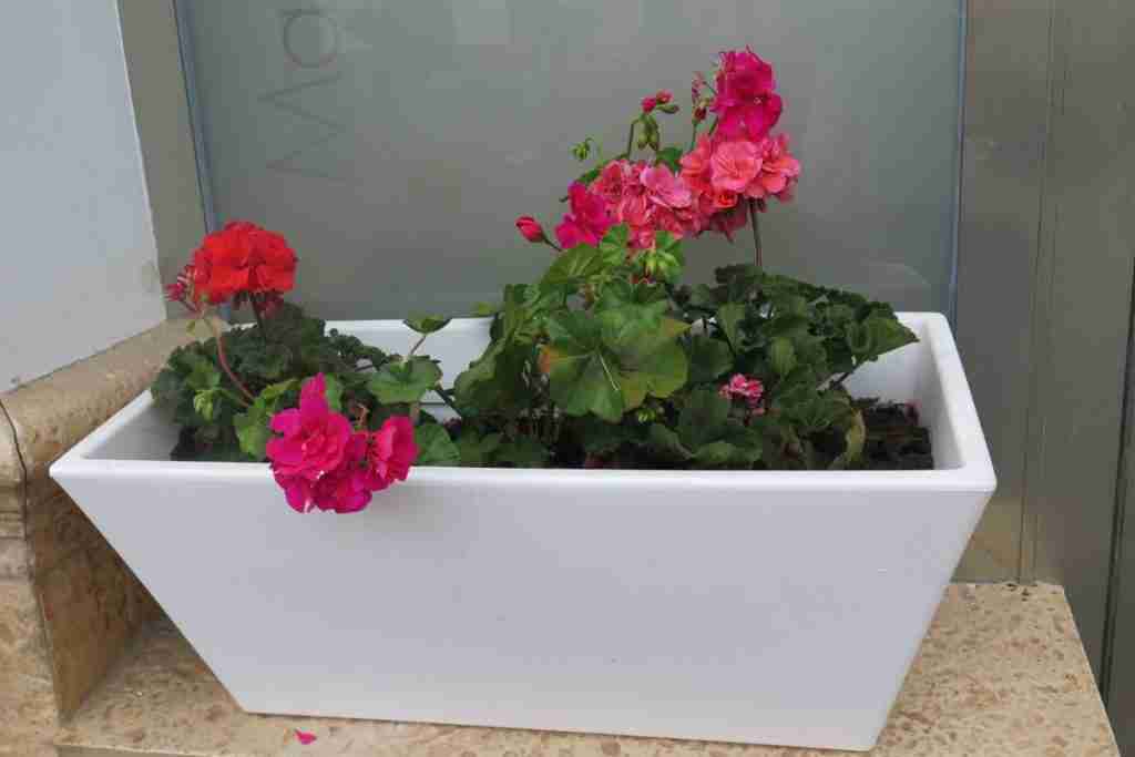 Window-sill-flower-box-with-red-geraniums