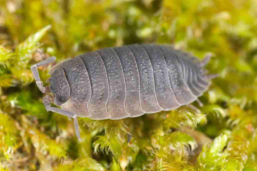 Woodlouse-sitting-on-moss