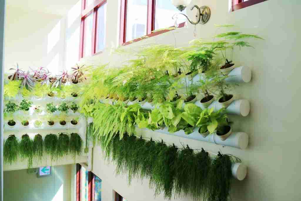 hanging-potted-plants-hanging-on-white-wall