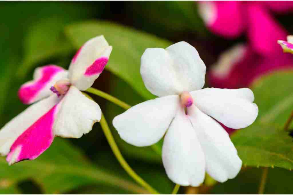 impatiens-Flower