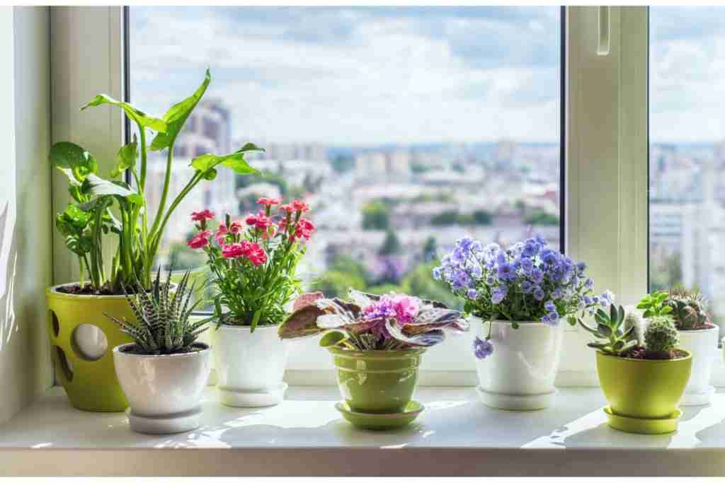 indoor-plants-on-window