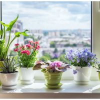 indoor-plants-on-window