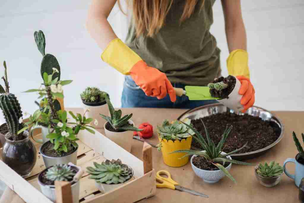 plant-food-organic-fertilizer