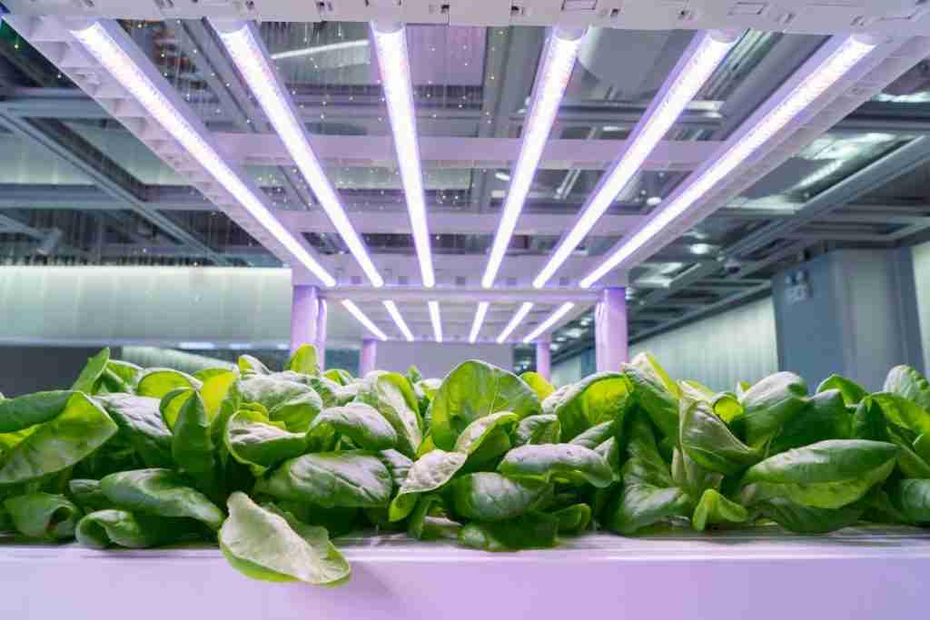 plant-grow-with-artificial-light