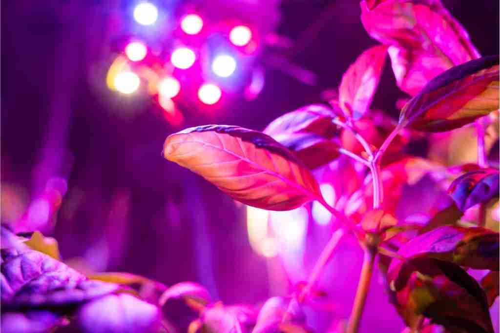 plant-under-LED-grow-light