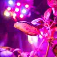 plant-under-LED-grow-light