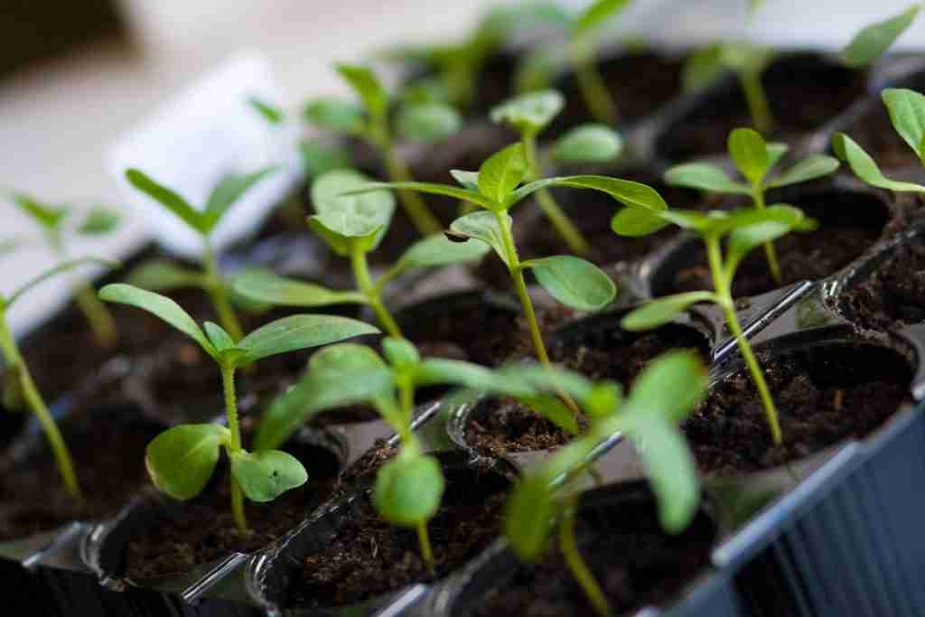 seedlings