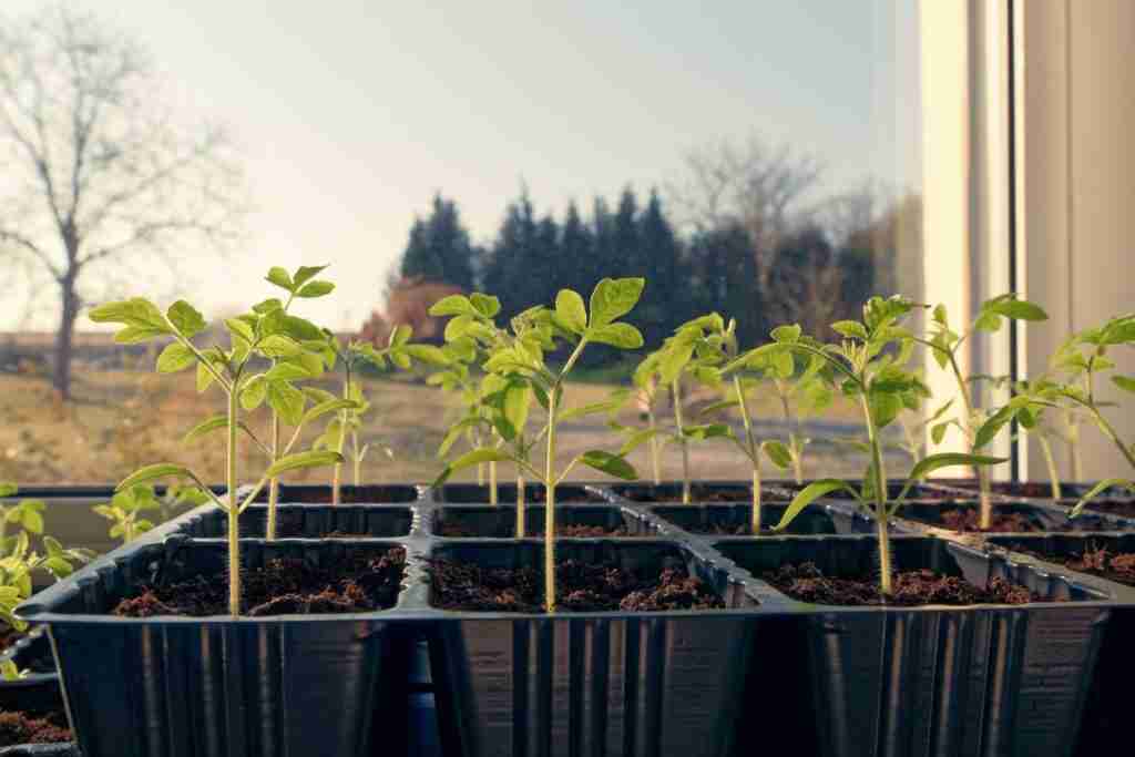 seedlings-in-windowsill-utilizing-the-sun