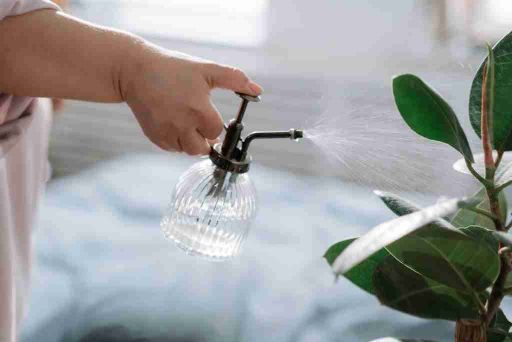 spraying-plant-with-water