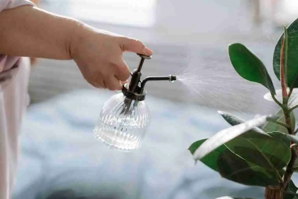 spraying-plant-with-water