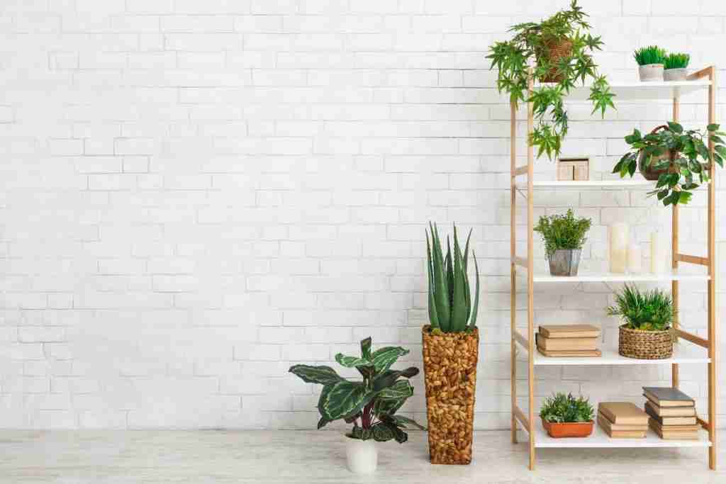 various-plants-over-white-wall