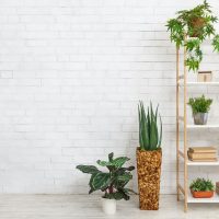 various-plants-over-white-wall