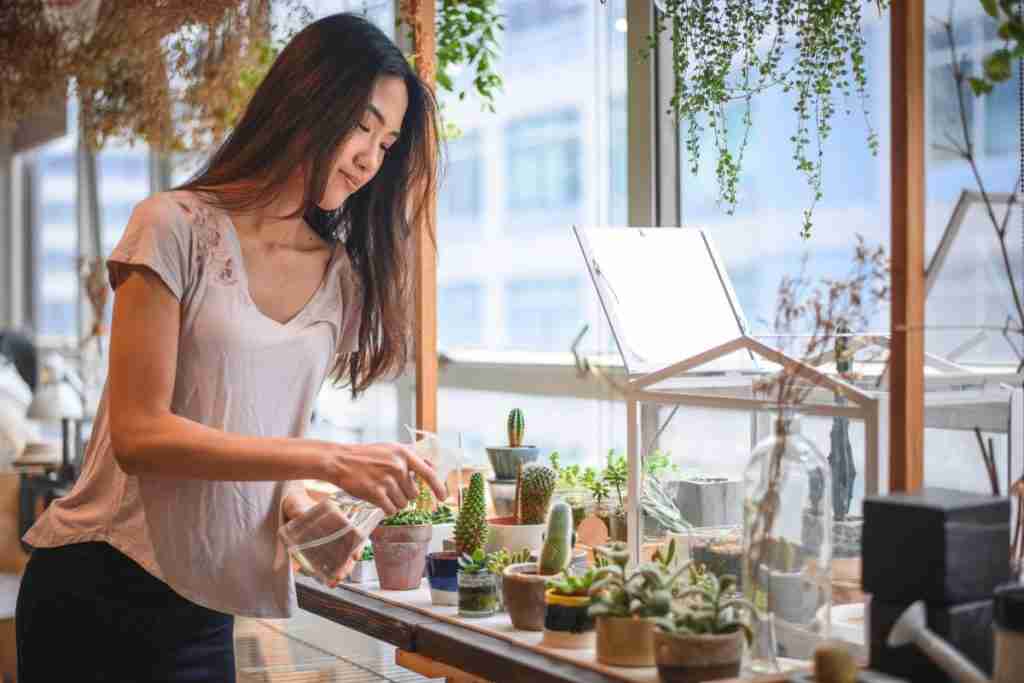 woman spray succulent plants