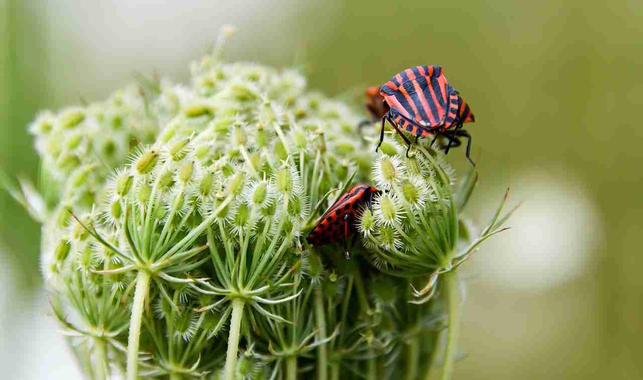 Do Indoor Plants Attract Bugs?