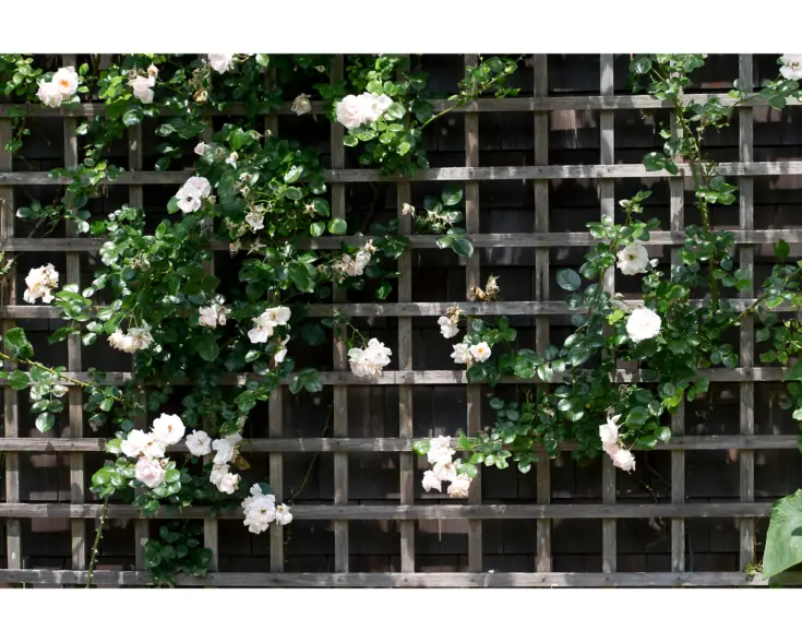 Trellises for indoor gardening Indoor Home Garden