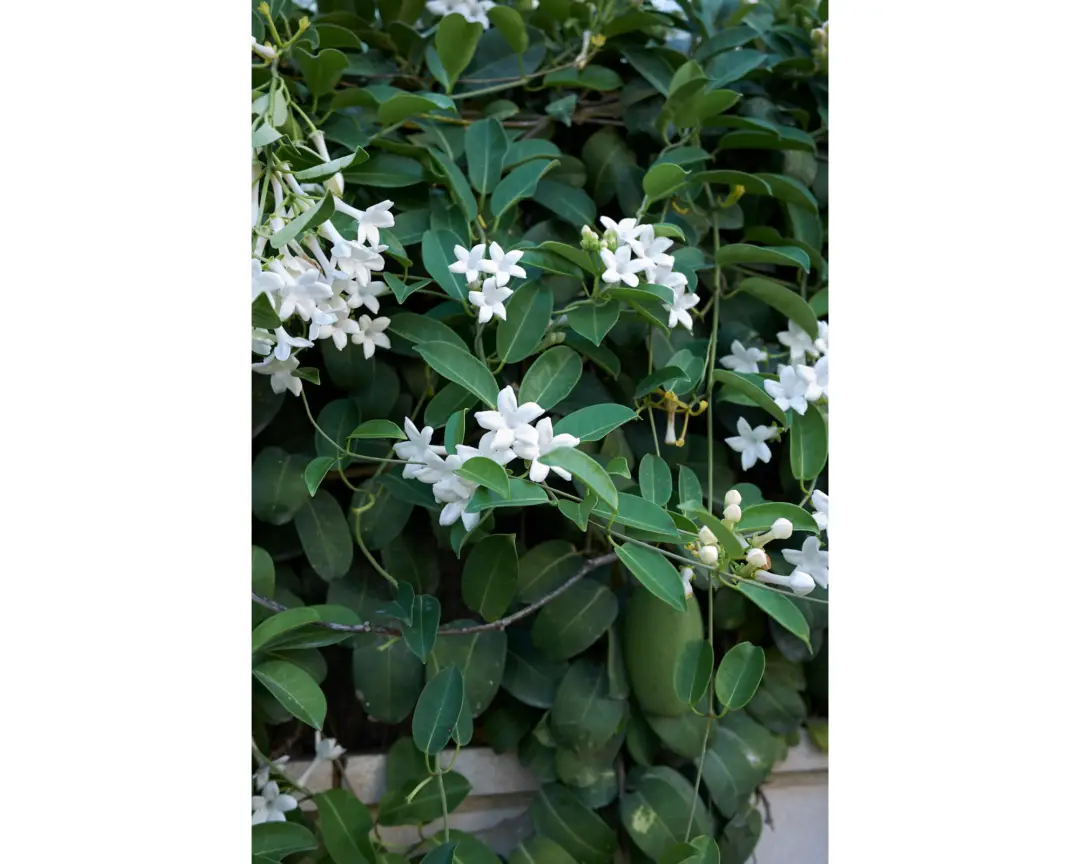 Bringing Fragrance Indoors A Guide to Growing Jasmine Plants in Your