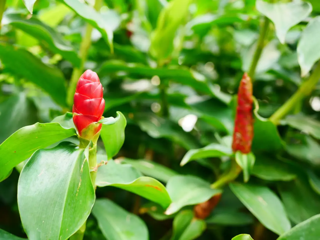 Shampoo Ginger Lily A Beautiful Houseplant with Surprising Benefits