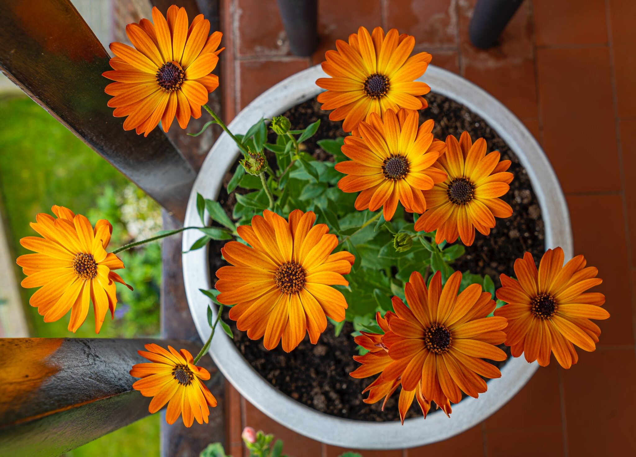 Gerbera Daisy A Guide To Growing And Caring For Them As Houseplants Indoor Home Garden