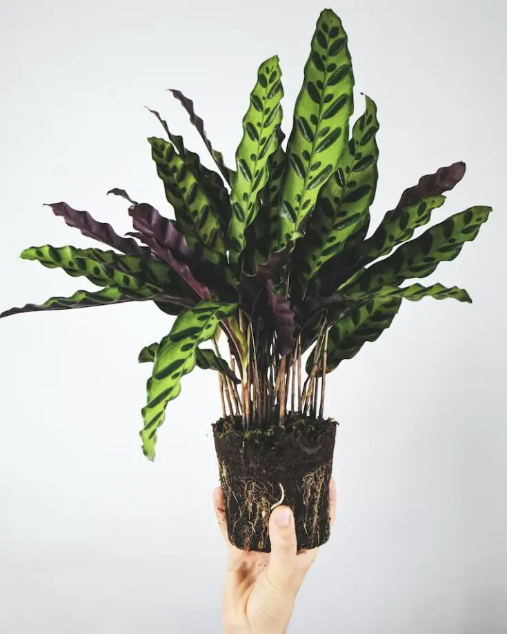 Calathea Lancifolia A Guide to Growing and Caring for the Rattlesnake