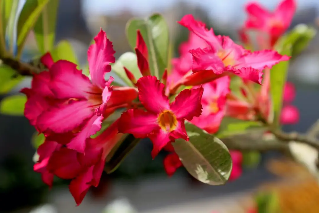 Desert Rose Indoor Plant Everything You Need to Know Indoor Home Garden