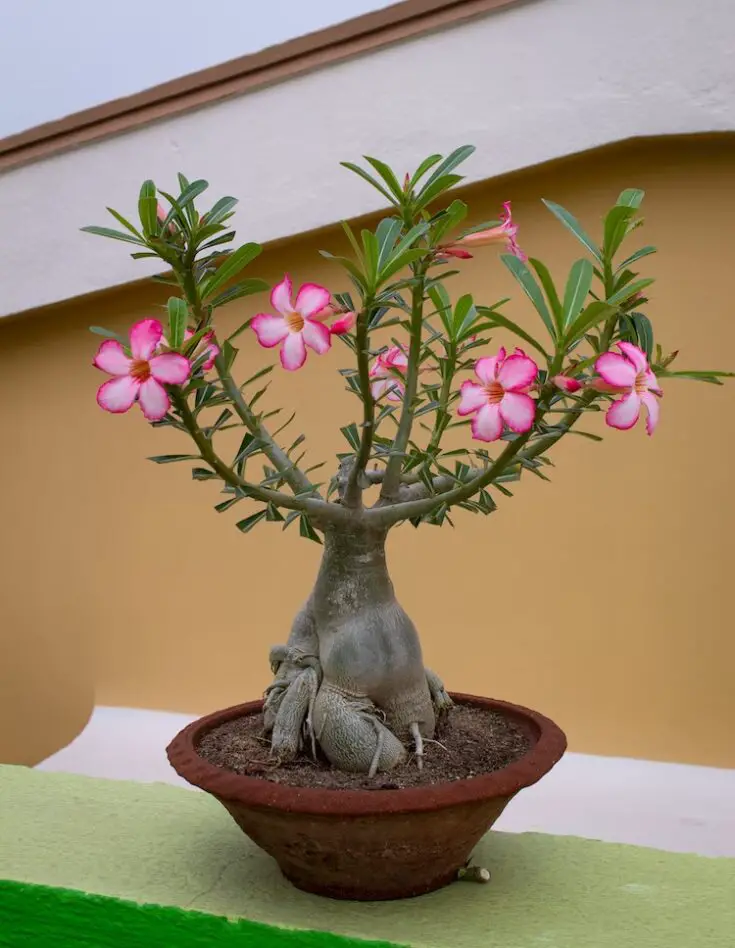 Desert Rose Indoor Plant: Everything You Need to Know - Indoor Home Garden