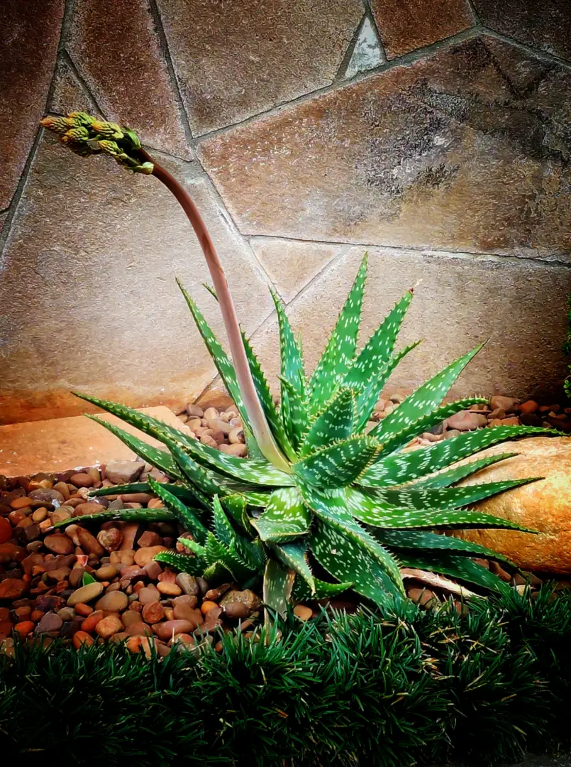 Exploring the Beautiful World of Indoor Aloe Plants A Guide to Different Types Indoor Home Garden