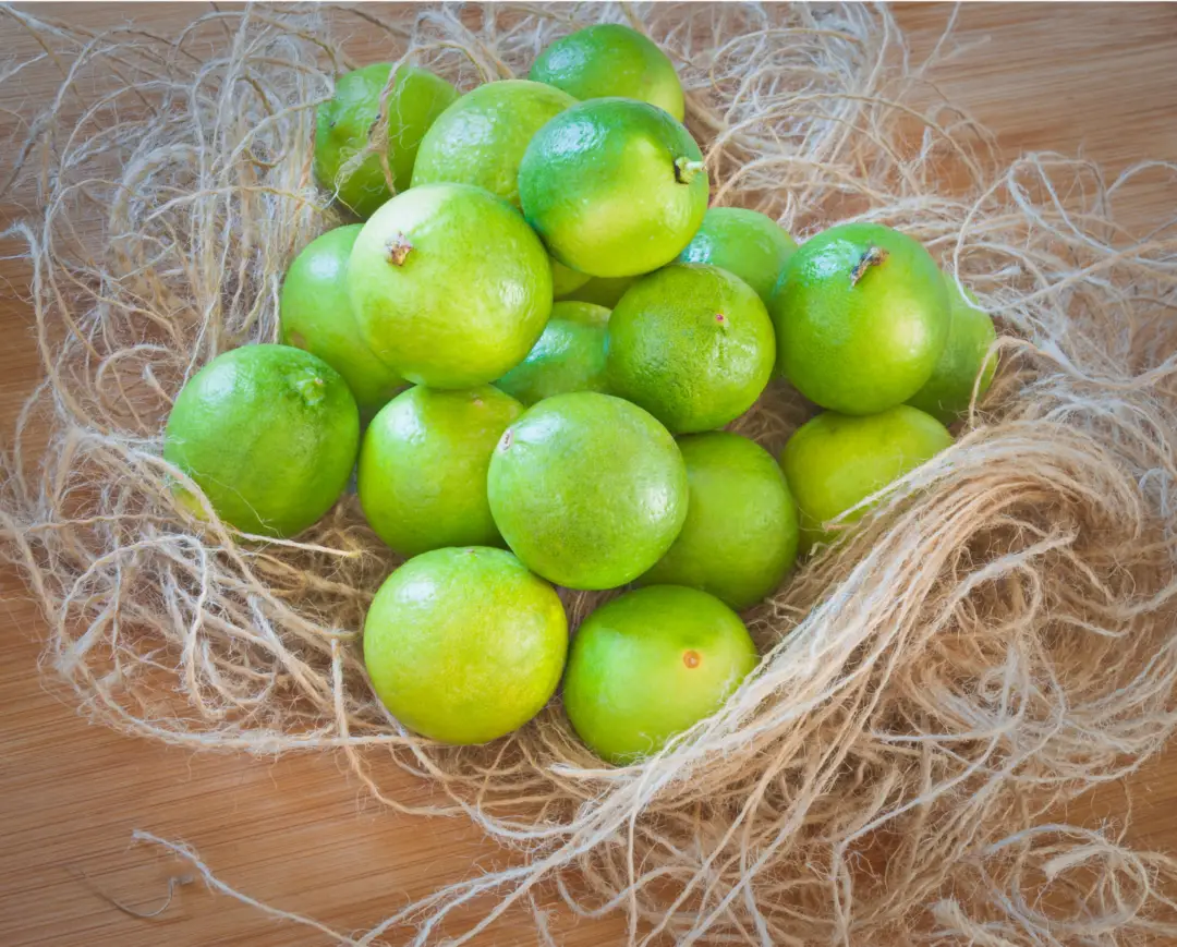 The Ultimate Guide to Growing Key Lime Trees Indoors Indoor Home Garden