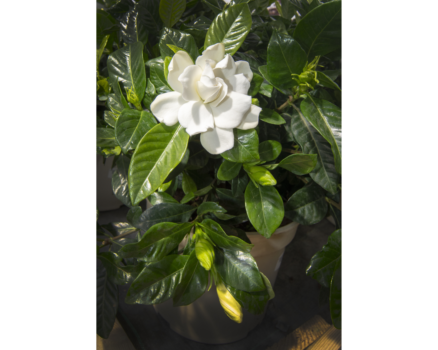 A Guide to Successfully Growing Gardenias Indoors - Indoor Home Garden