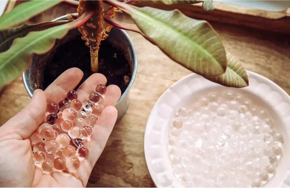 Enhancing Indoor Gardening with Watering Beads A Guide to Efficient