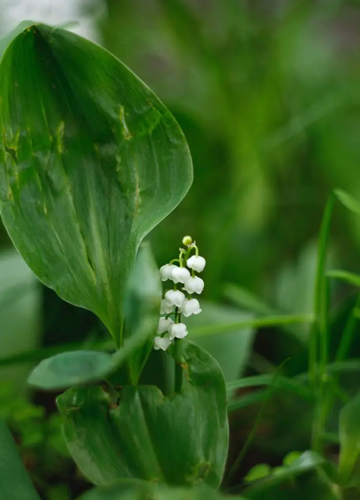 Growing Lily of the Valley Indoors: A Fragrant and Delicate Addition to ...