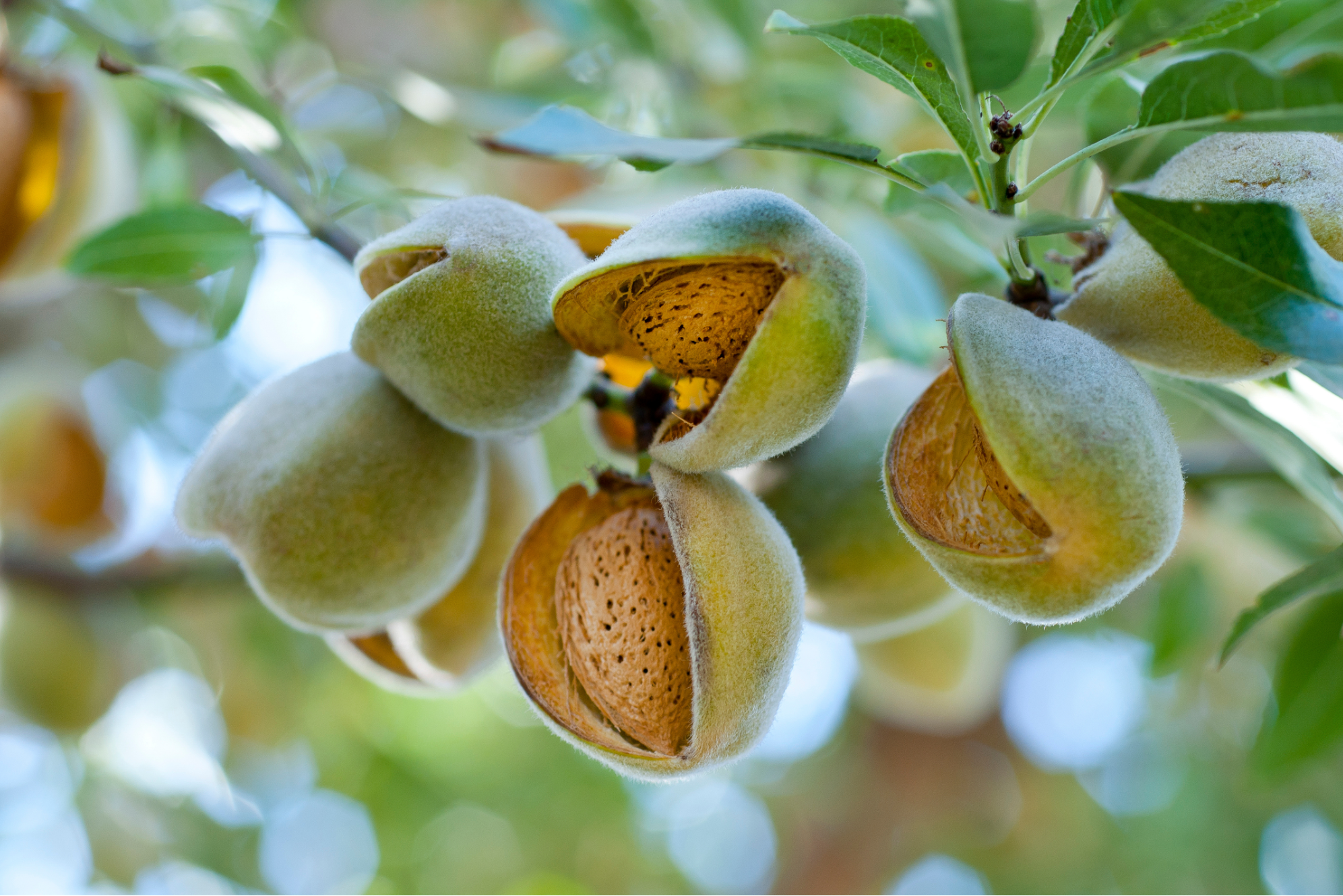 Cultivating Almond Trees Indoors A