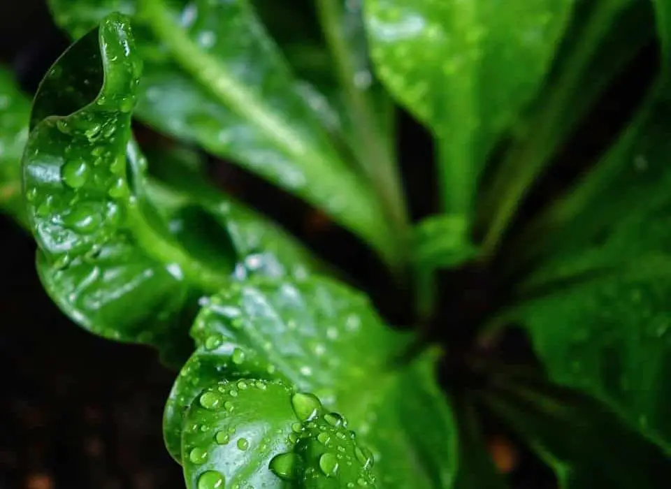 birds-nest-fern-2779513_1280