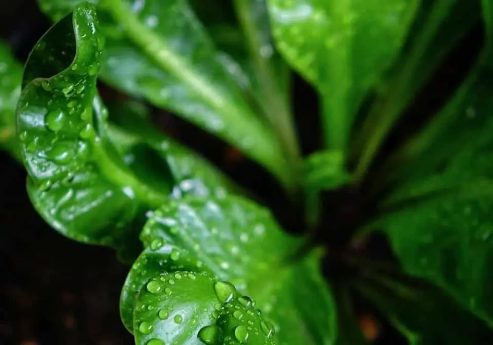 birds-nest-fern-2779513_1280 birds-nest-fern-2779513_1280