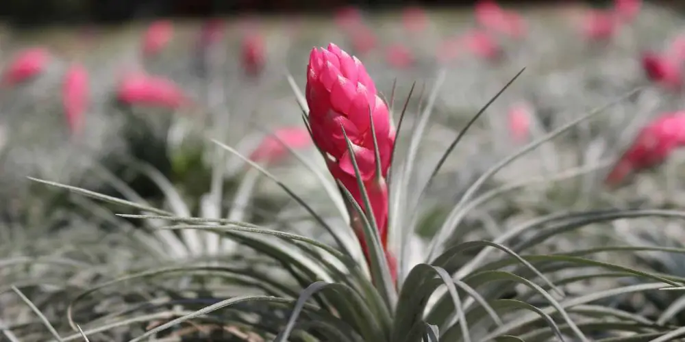 cotton candy plant